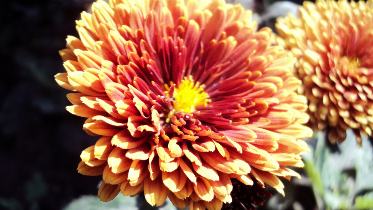Screenshot №1 pro téma Beautiful Orange Flower 1280x720