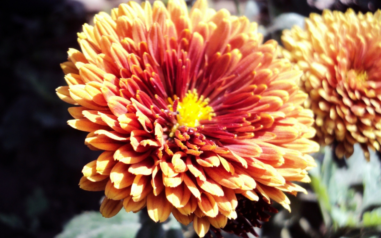 Screenshot №1 pro téma Beautiful Orange Flower 1280x800