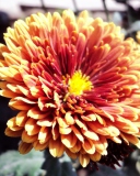 Sfondi Beautiful Orange Flower 128x160