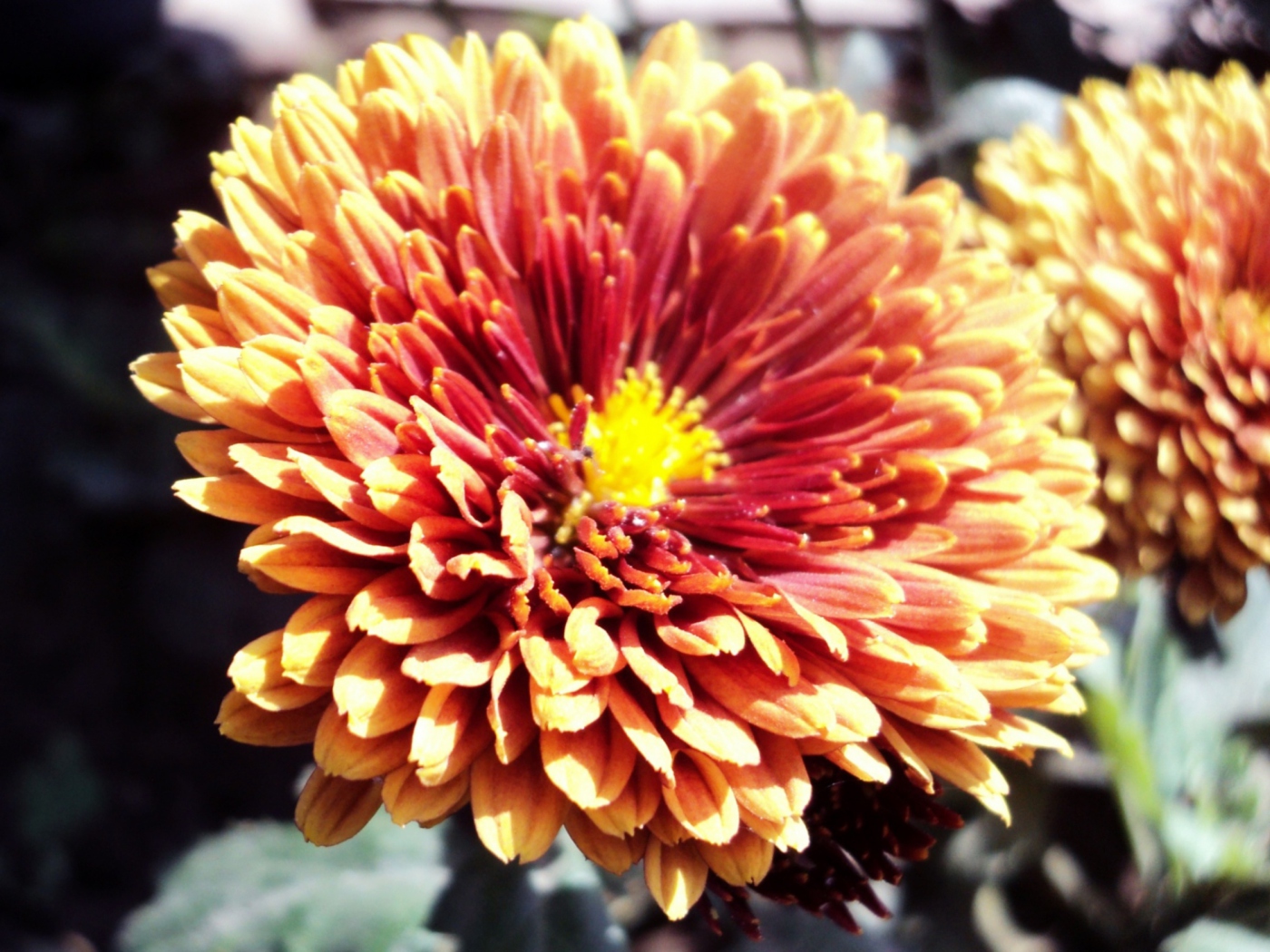 Screenshot №1 pro téma Beautiful Orange Flower 1400x1050