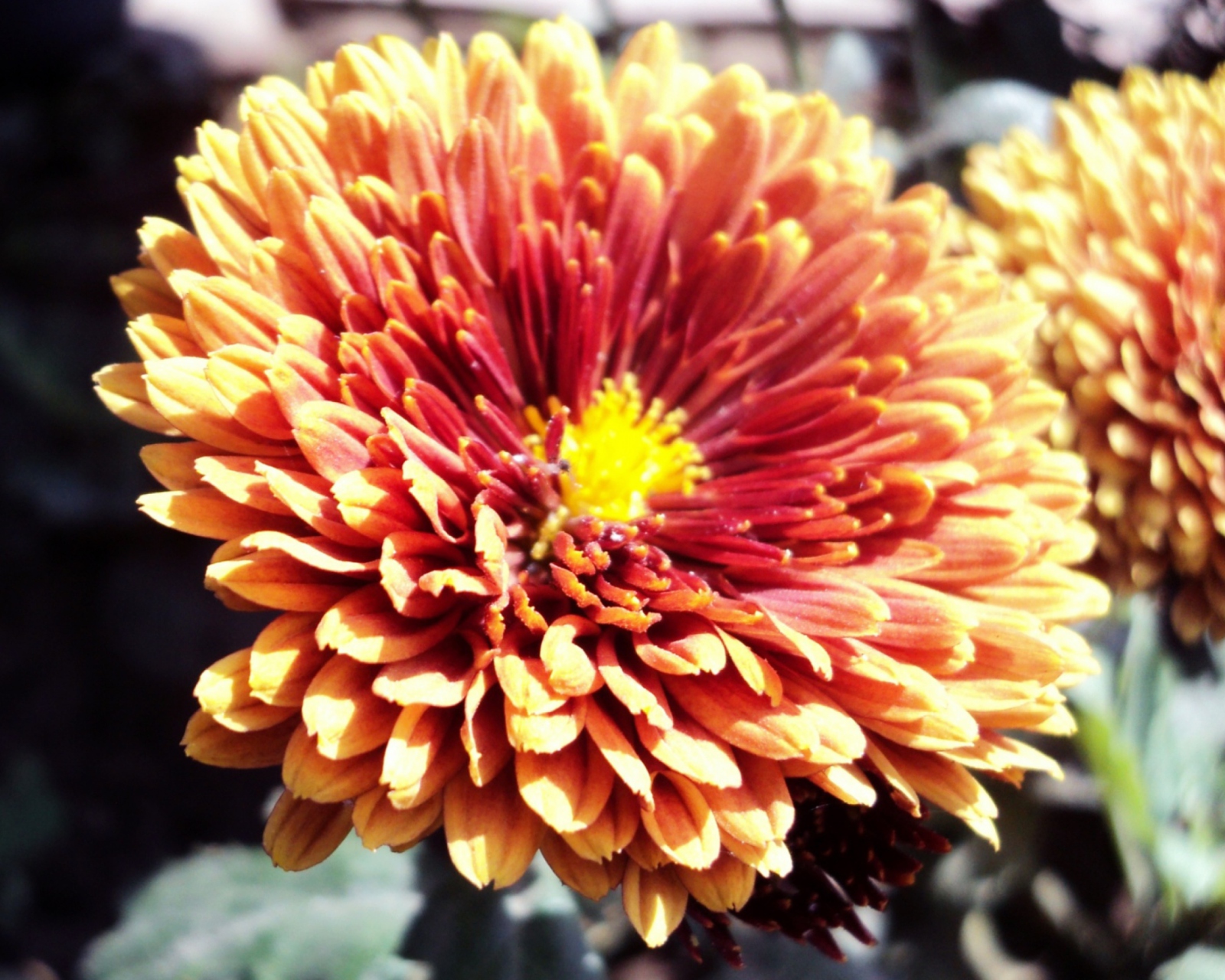 Fondo de pantalla Beautiful Orange Flower 1600x1280