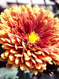 Das Beautiful Orange Flower Wallpaper 240x320