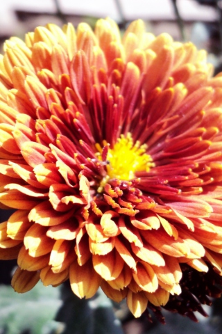 Обои Beautiful Orange Flower 320x480