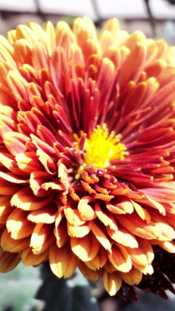 Fondo de pantalla Beautiful Orange Flower 360x640