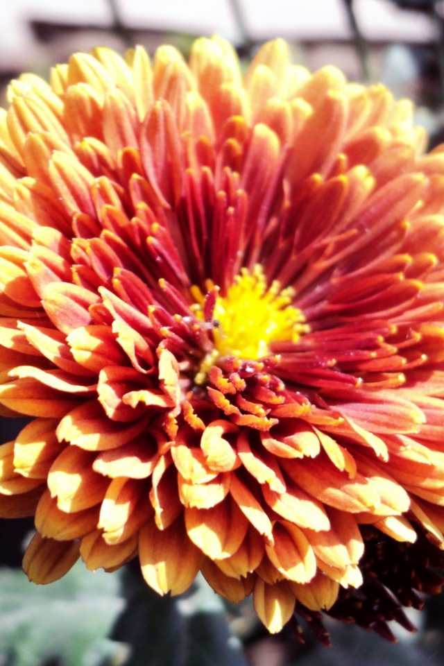 Sfondi Beautiful Orange Flower 640x960