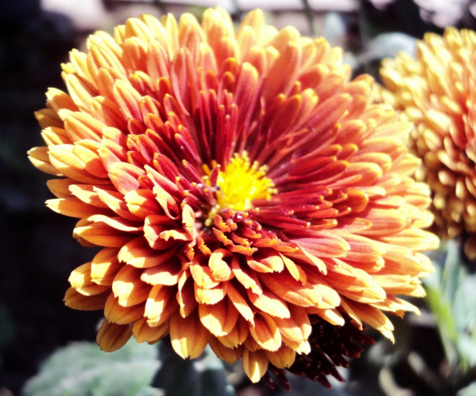 Beautiful Orange Flower screenshot #1 960x800