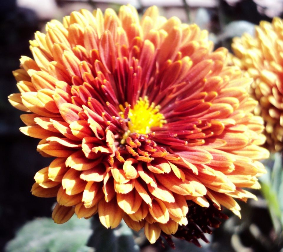 Beautiful Orange Flower screenshot #1 960x854