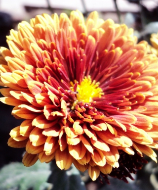 Beautiful Orange Flower sfondi gratuiti per iPhone 4S