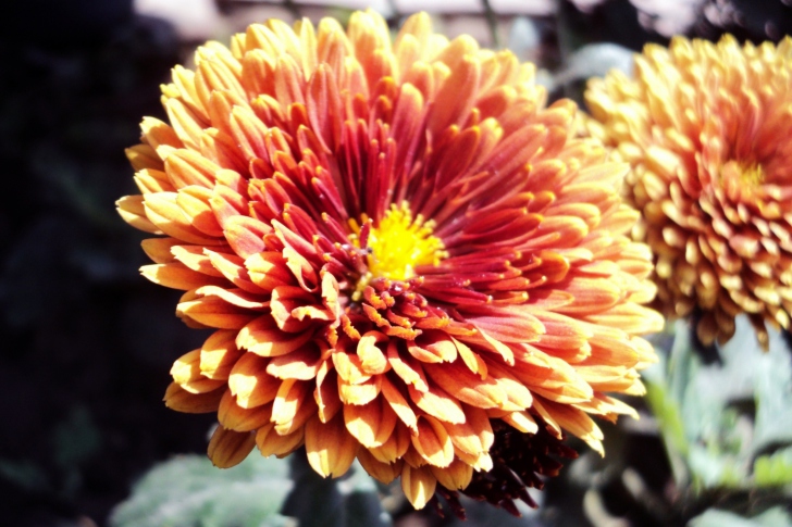 Fondo de pantalla Beautiful Orange Flower