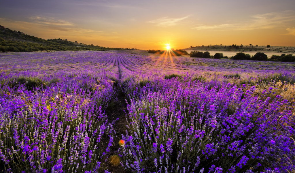 Screenshot №1 pro téma Sunrise on lavender field in Bulgaria 1024x600