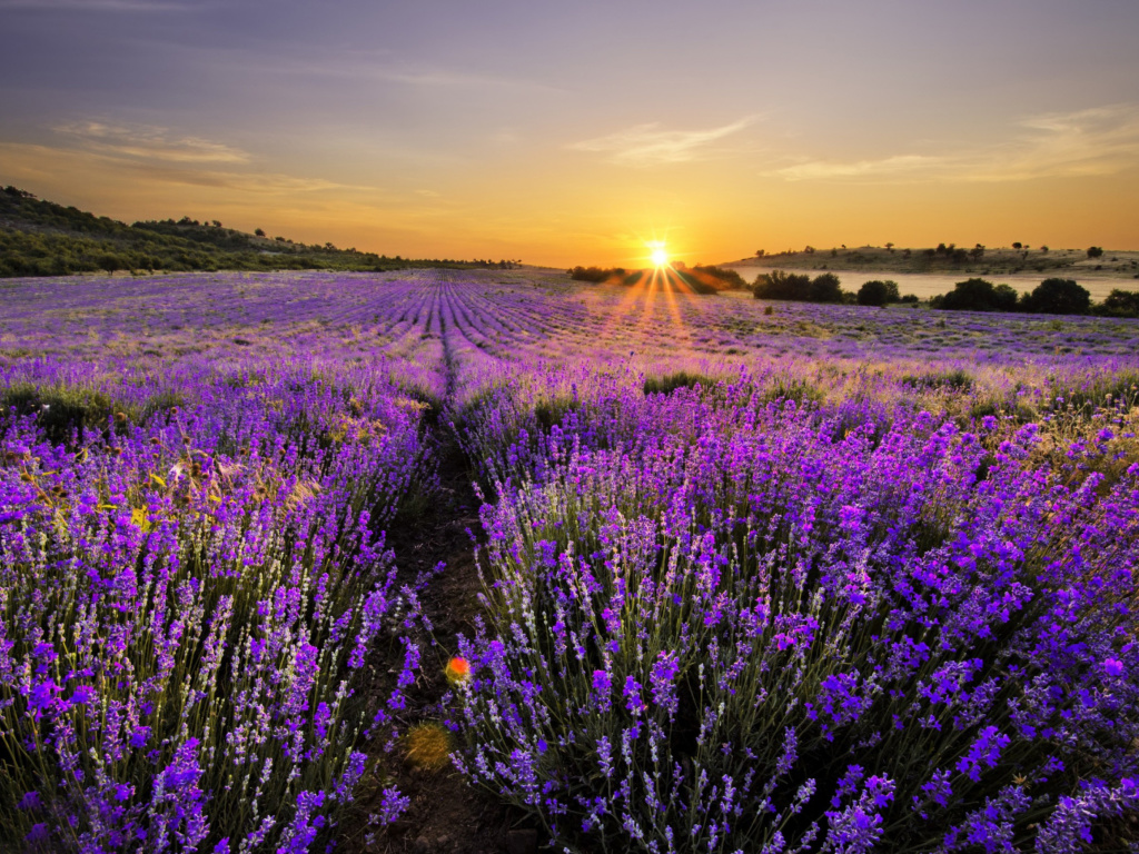 Sunrise on lavender field in Bulgaria wallpaper 1024x768