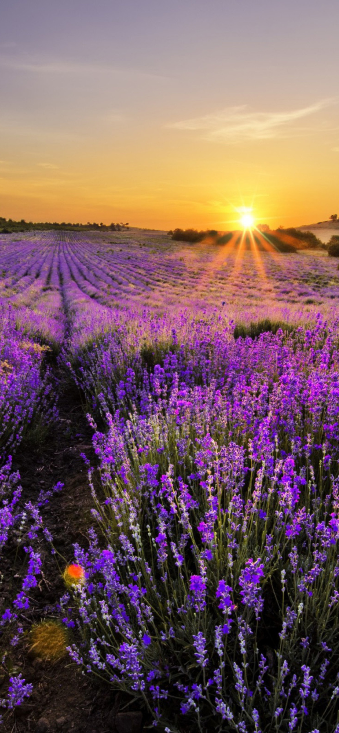 Sunrise on lavender field in Bulgaria wallpaper 1170x2532