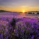 Sunrise on lavender field in Bulgaria wallpaper 128x128