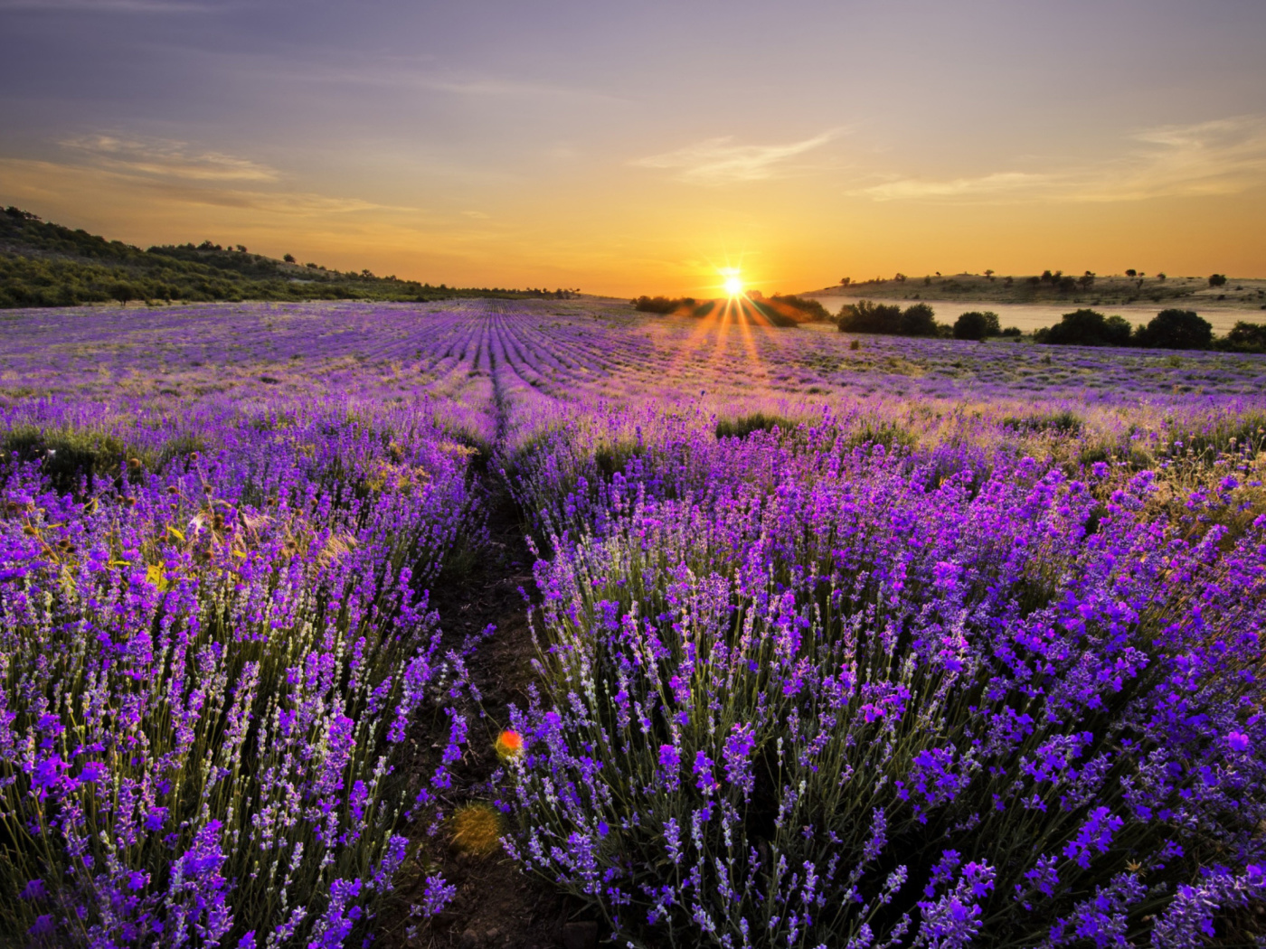 Sunrise on lavender field in Bulgaria wallpaper 1400x1050