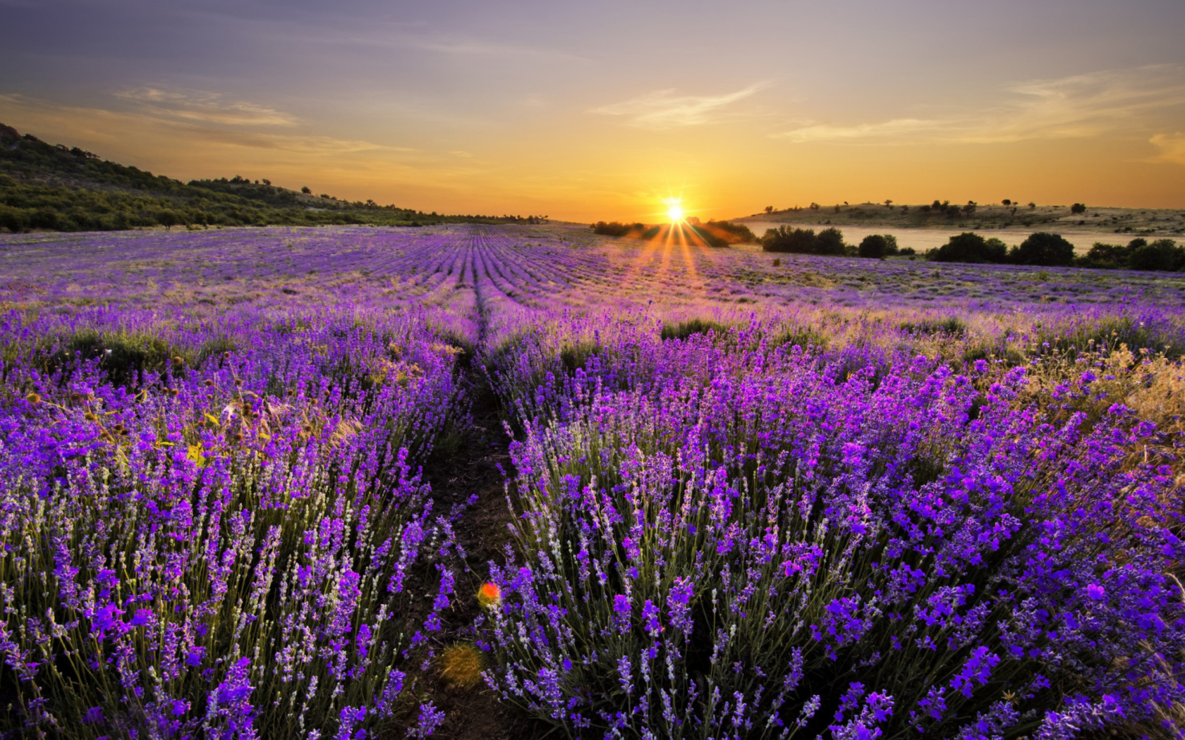 Screenshot №1 pro téma Sunrise on lavender field in Bulgaria 1680x1050