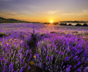 Fondo de pantalla Sunrise on lavender field in Bulgaria 176x144