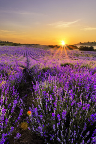 Screenshot №1 pro téma Sunrise on lavender field in Bulgaria 320x480