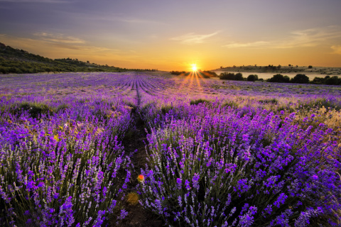 Das Sunrise on lavender field in Bulgaria Wallpaper 480x320