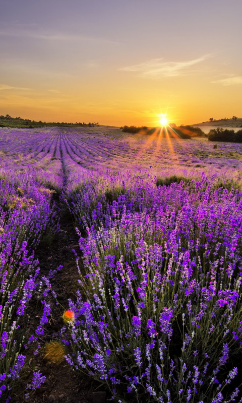 Das Sunrise on lavender field in Bulgaria Wallpaper 480x800