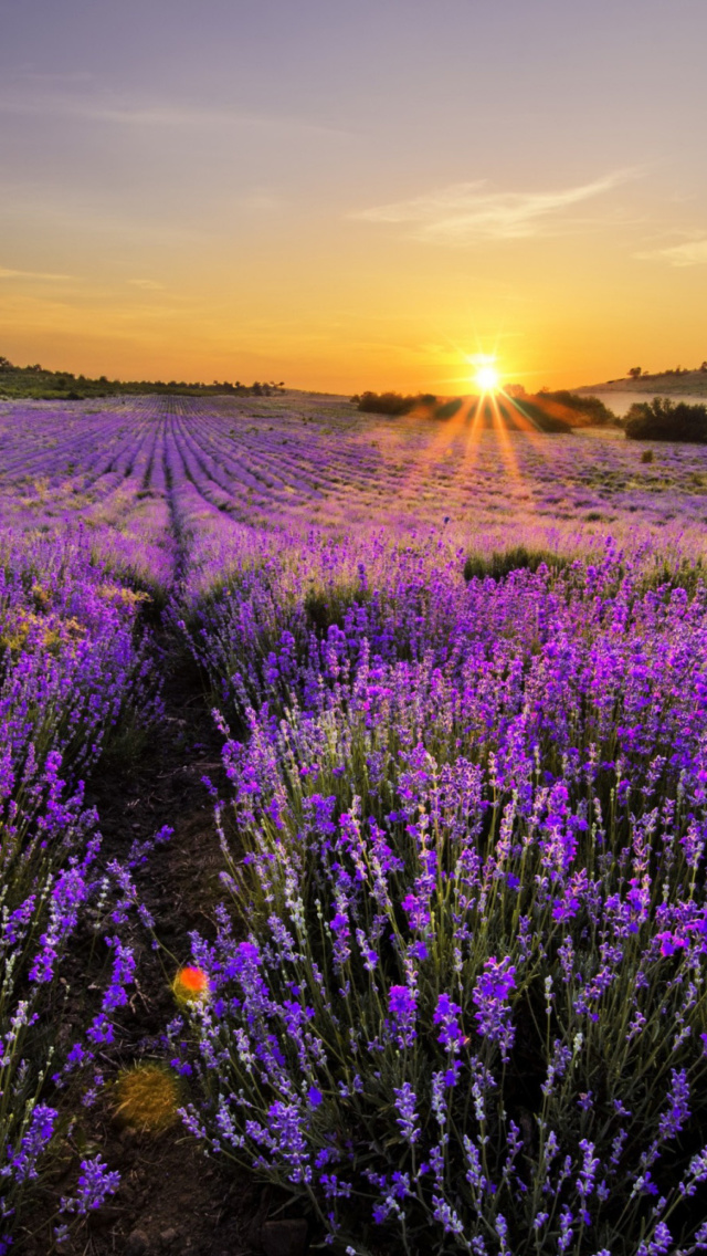Sunrise on lavender field in Bulgaria wallpaper 640x1136