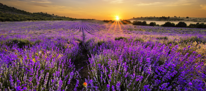 Обои Sunrise on lavender field in Bulgaria 720x320