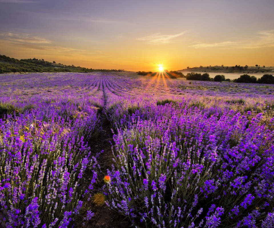 Sfondi Sunrise on lavender field in Bulgaria 960x800