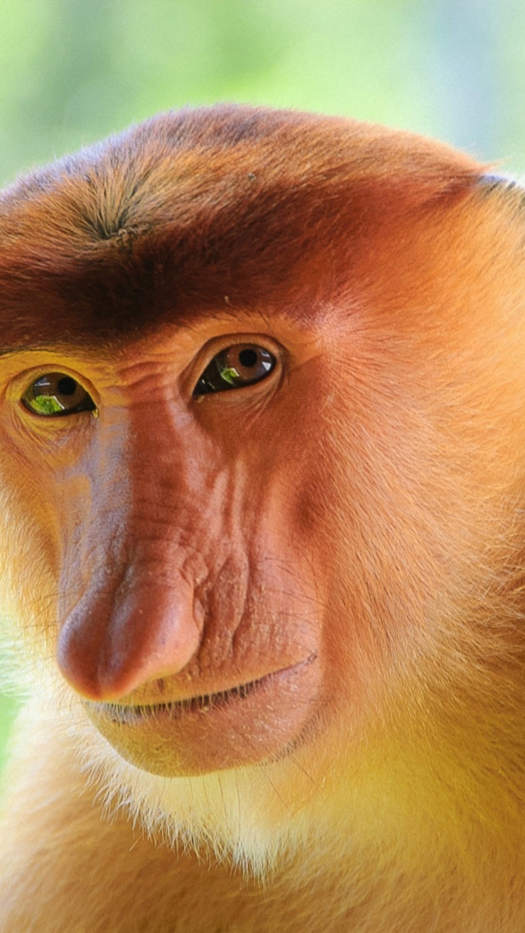 Long-Nosed Monkey wallpaper 1080x1920