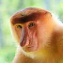 Sfondi Long-Nosed Monkey 128x128