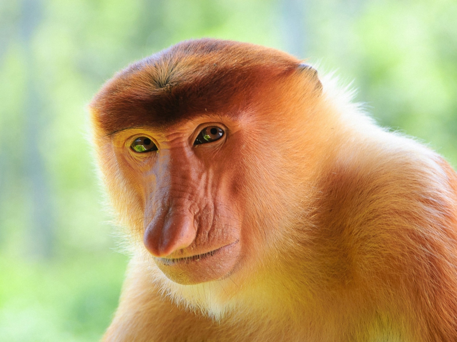 Fondo de pantalla Long-Nosed Monkey 1600x1200