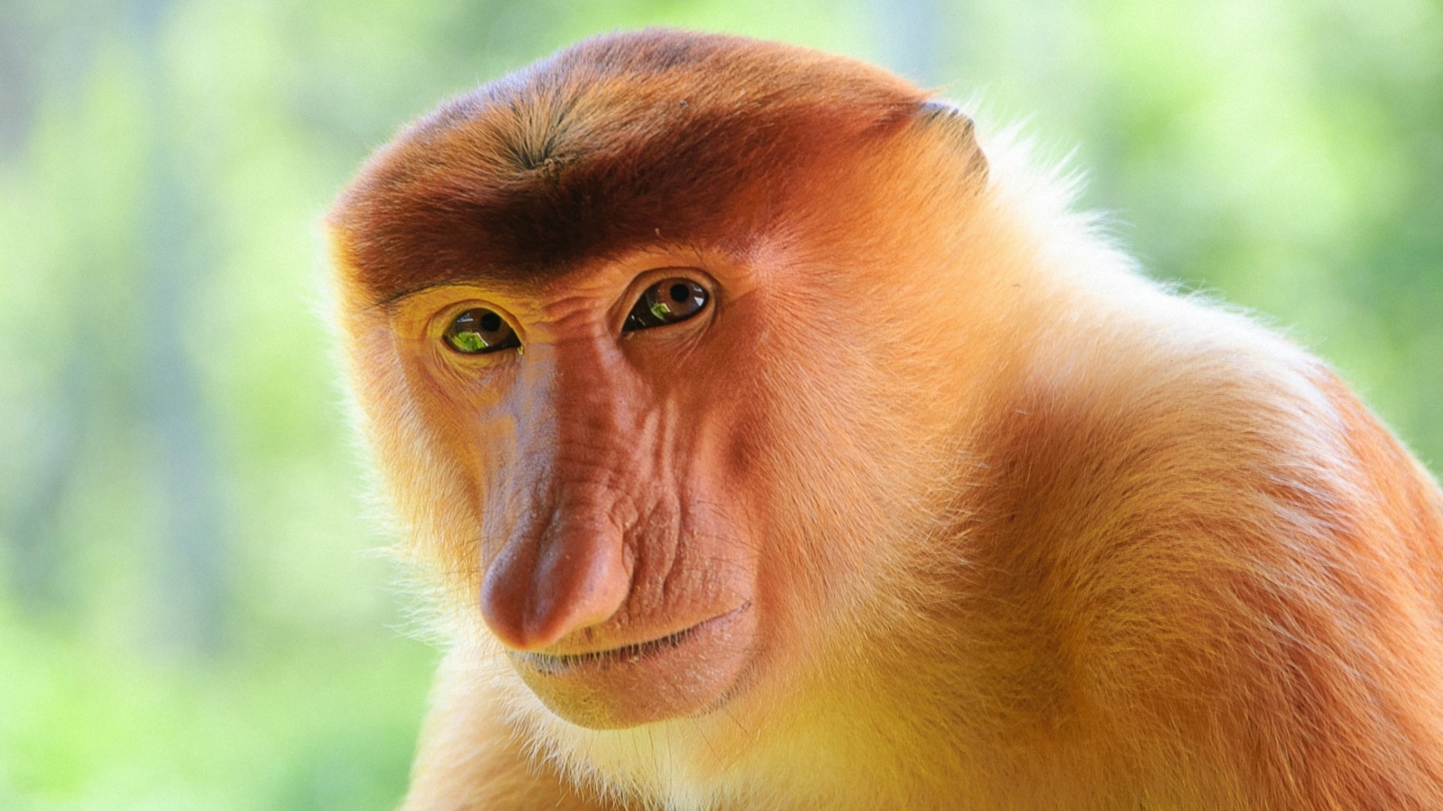 Обои Long-Nosed Monkey 1600x900