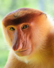 Long-Nosed Monkey screenshot #1 176x220