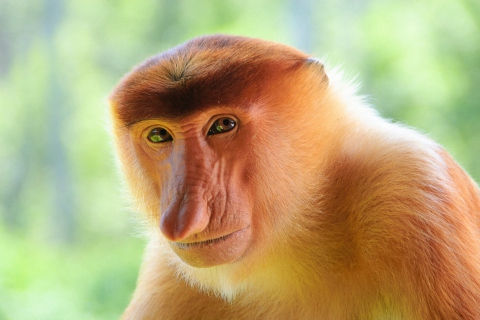 Das Long-Nosed Monkey Wallpaper 480x320