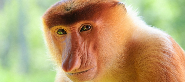 Long-Nosed Monkey wallpaper 720x320
