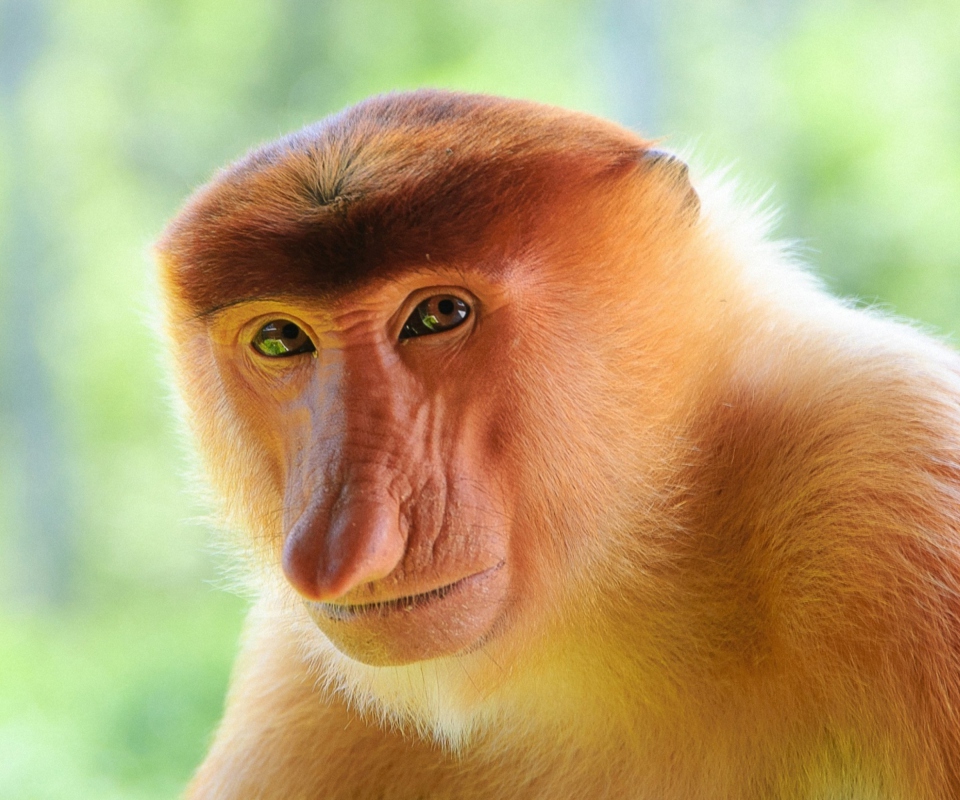 Long-Nosed Monkey screenshot #1 960x800