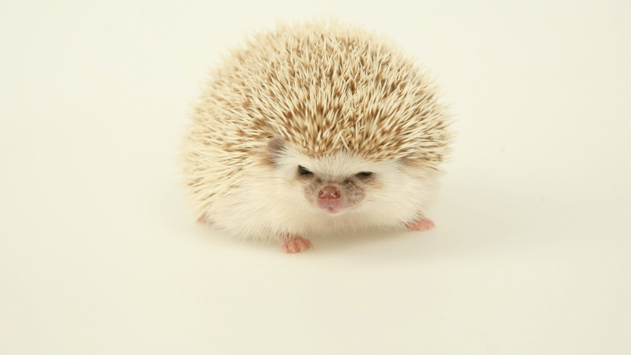 Evil hedgehog wallpaper 1280x720