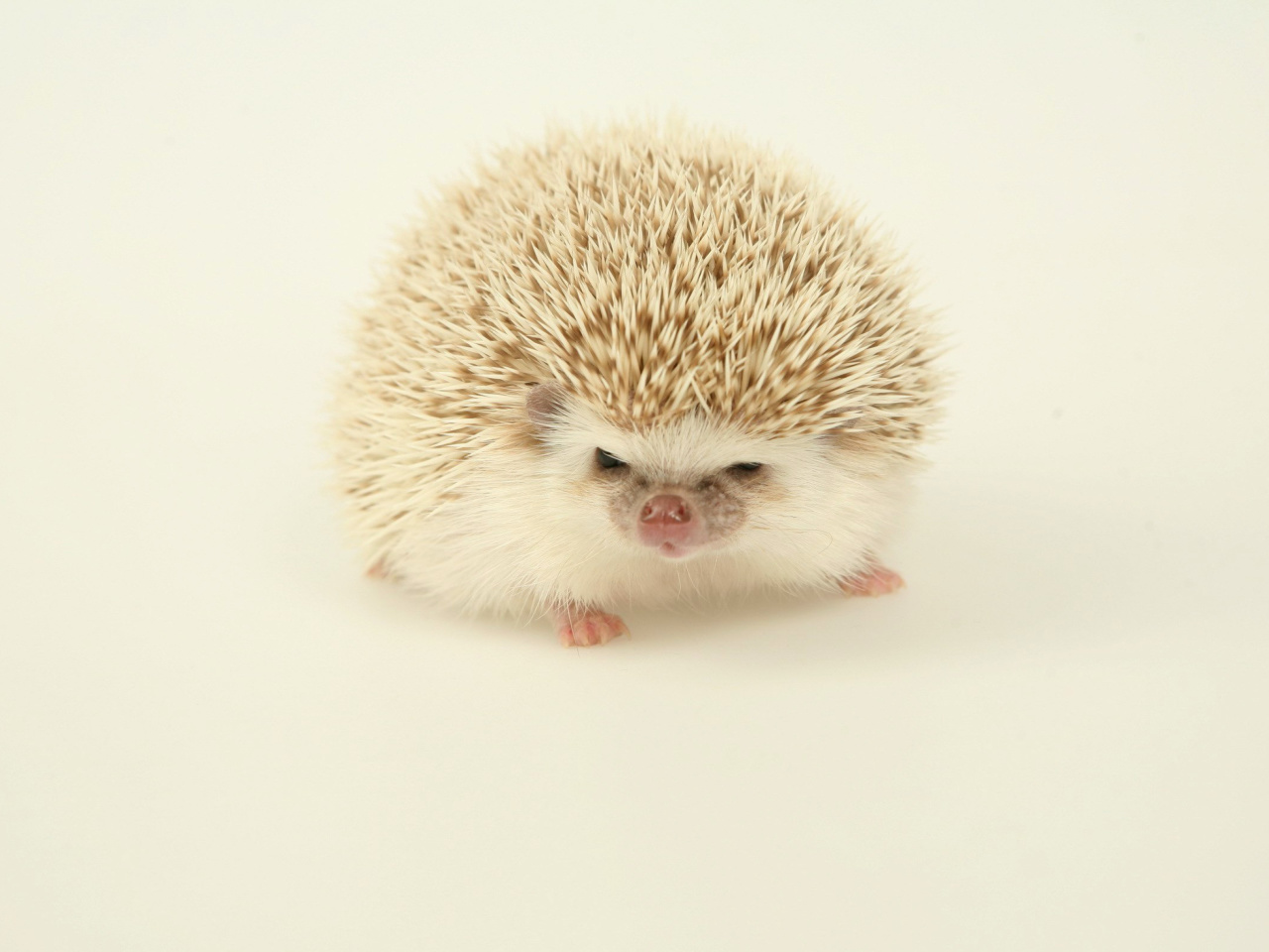 Sfondi Evil hedgehog 1280x960