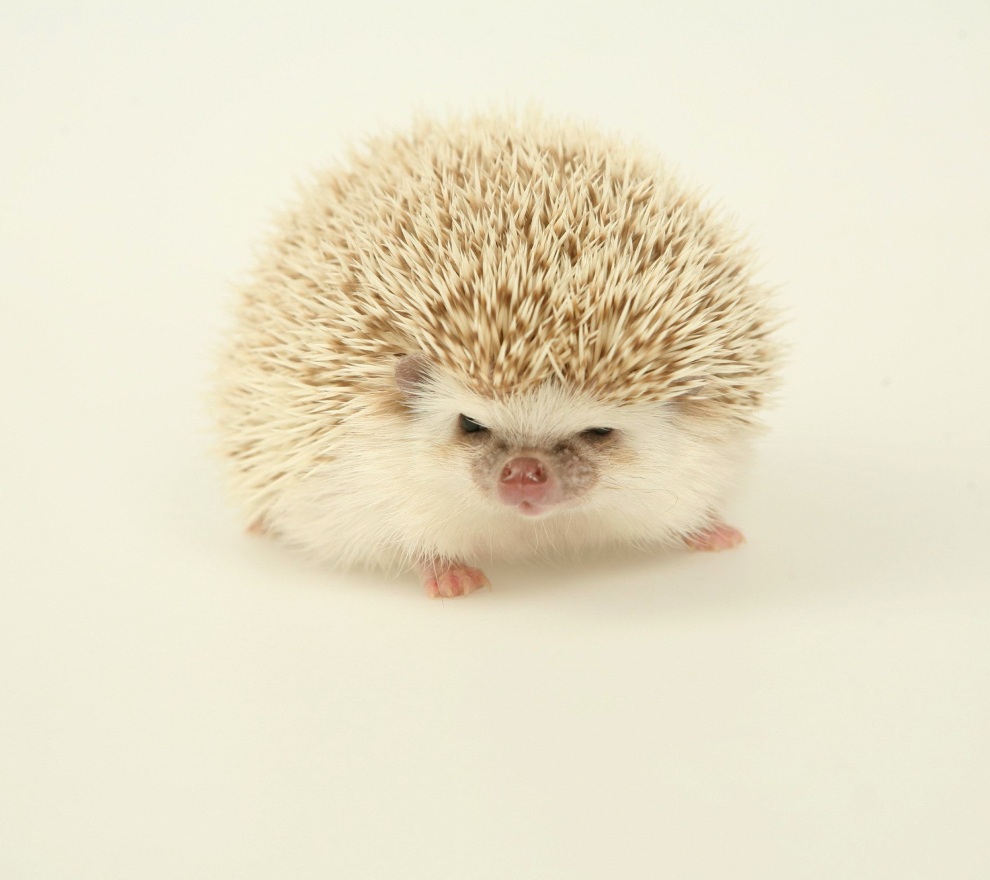 Evil hedgehog wallpaper 1440x1280