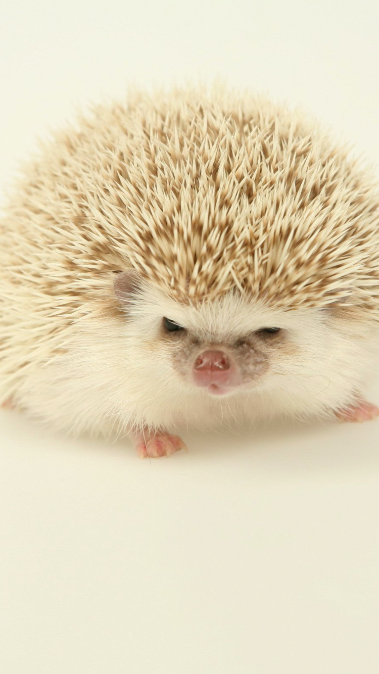 Fondo de pantalla Evil hedgehog 750x1334