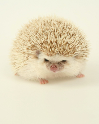 Evil hedgehog Wallpaper for Nokia C1-01