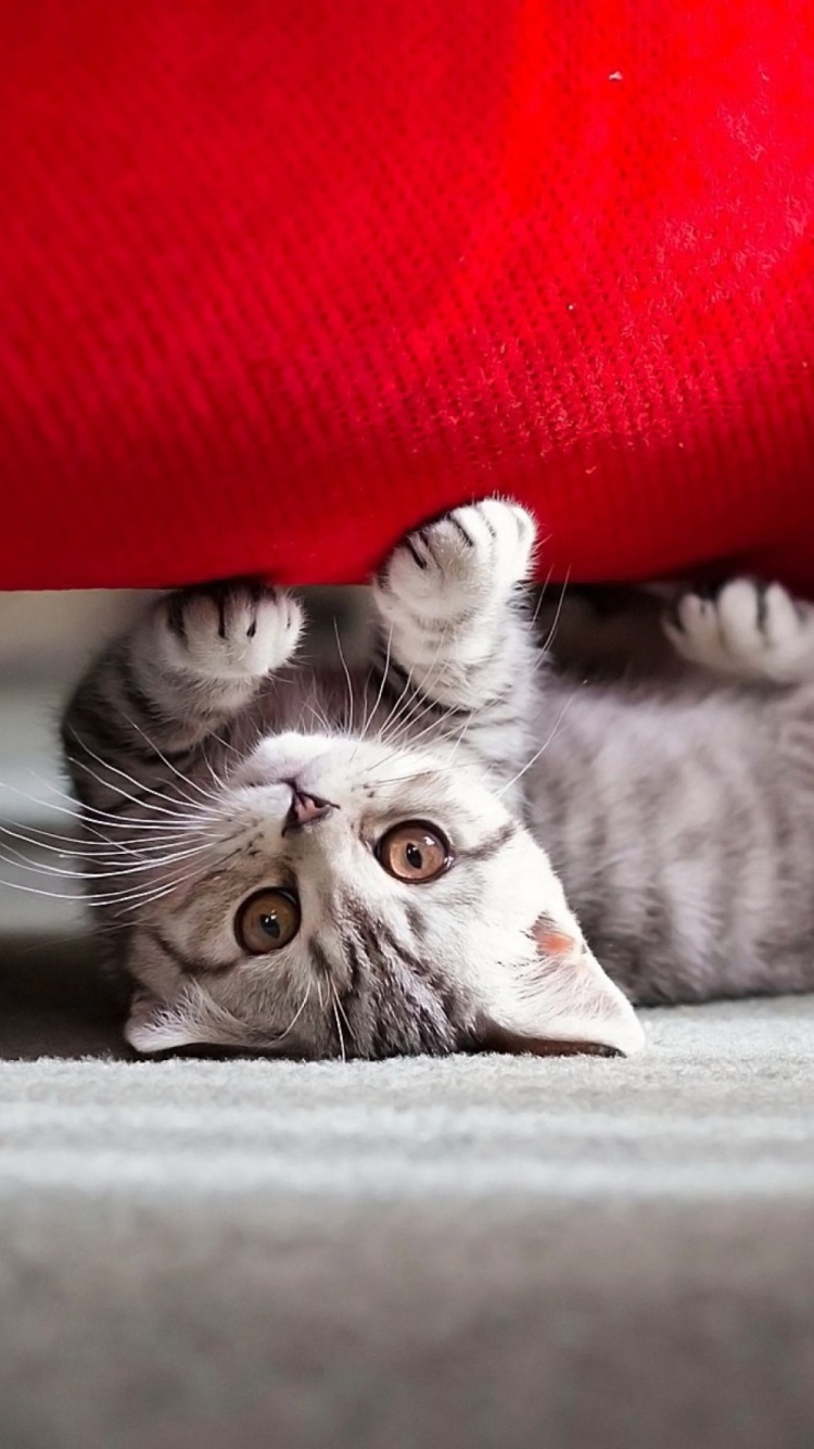 Cute Little Kitten wallpaper 750x1334
