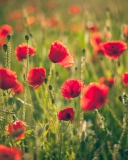 Das Poppies Meadow Wallpaper 128x160