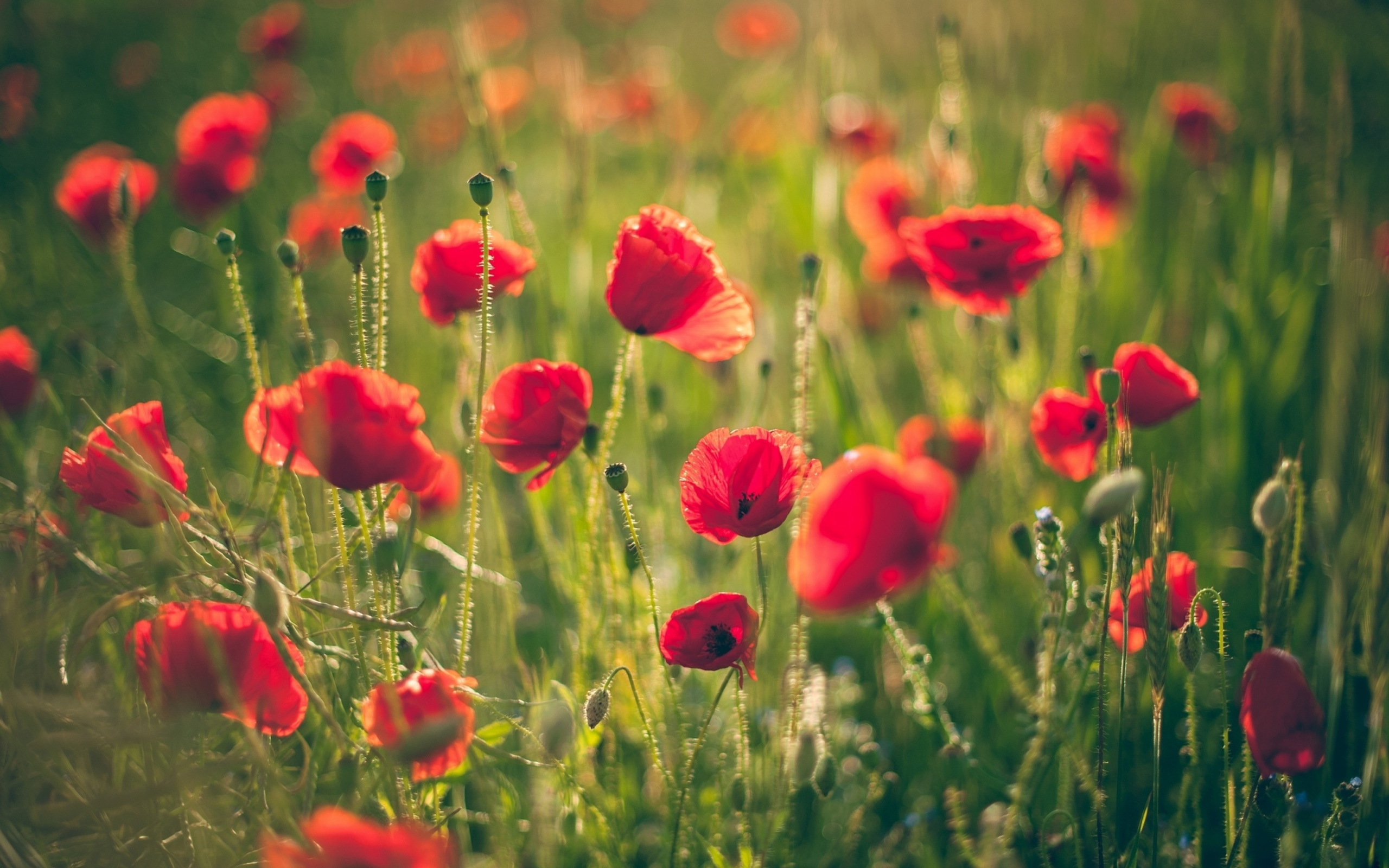 Fondo de pantalla Poppies Meadow 2560x1600