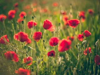 Poppies Meadow wallpaper 320x240