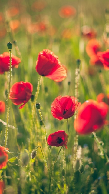 Poppies Meadow wallpaper 360x640