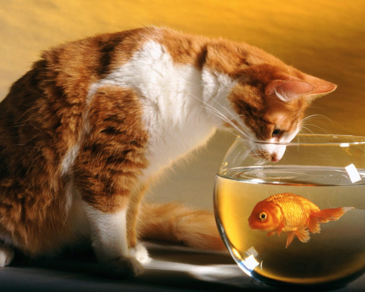 Fondo de pantalla Cat Looking at Fish 1280x1024