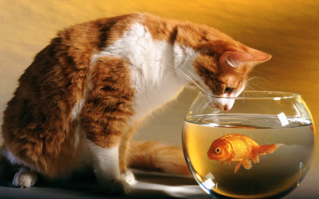 Обои Cat Looking at Fish 1280x800