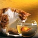 Screenshot №1 pro téma Cat Looking at Fish 128x128