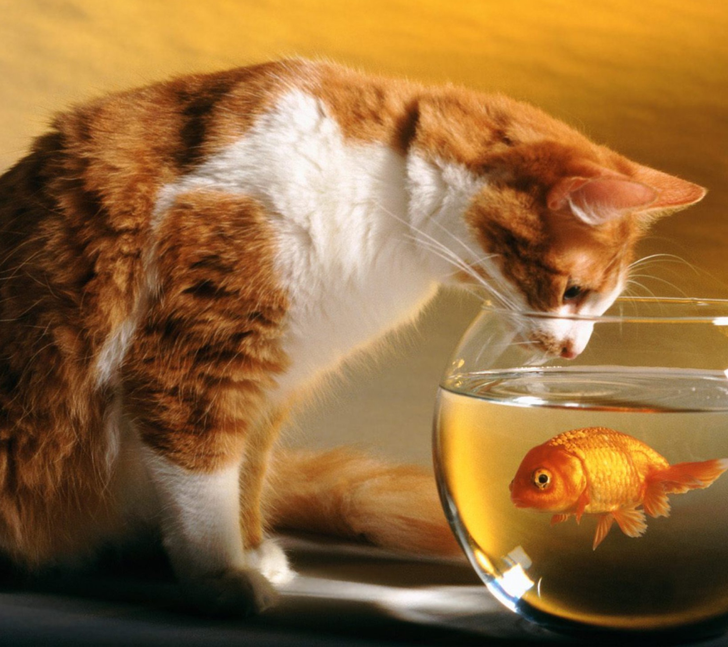 Fondo de pantalla Cat Looking at Fish 1440x1280