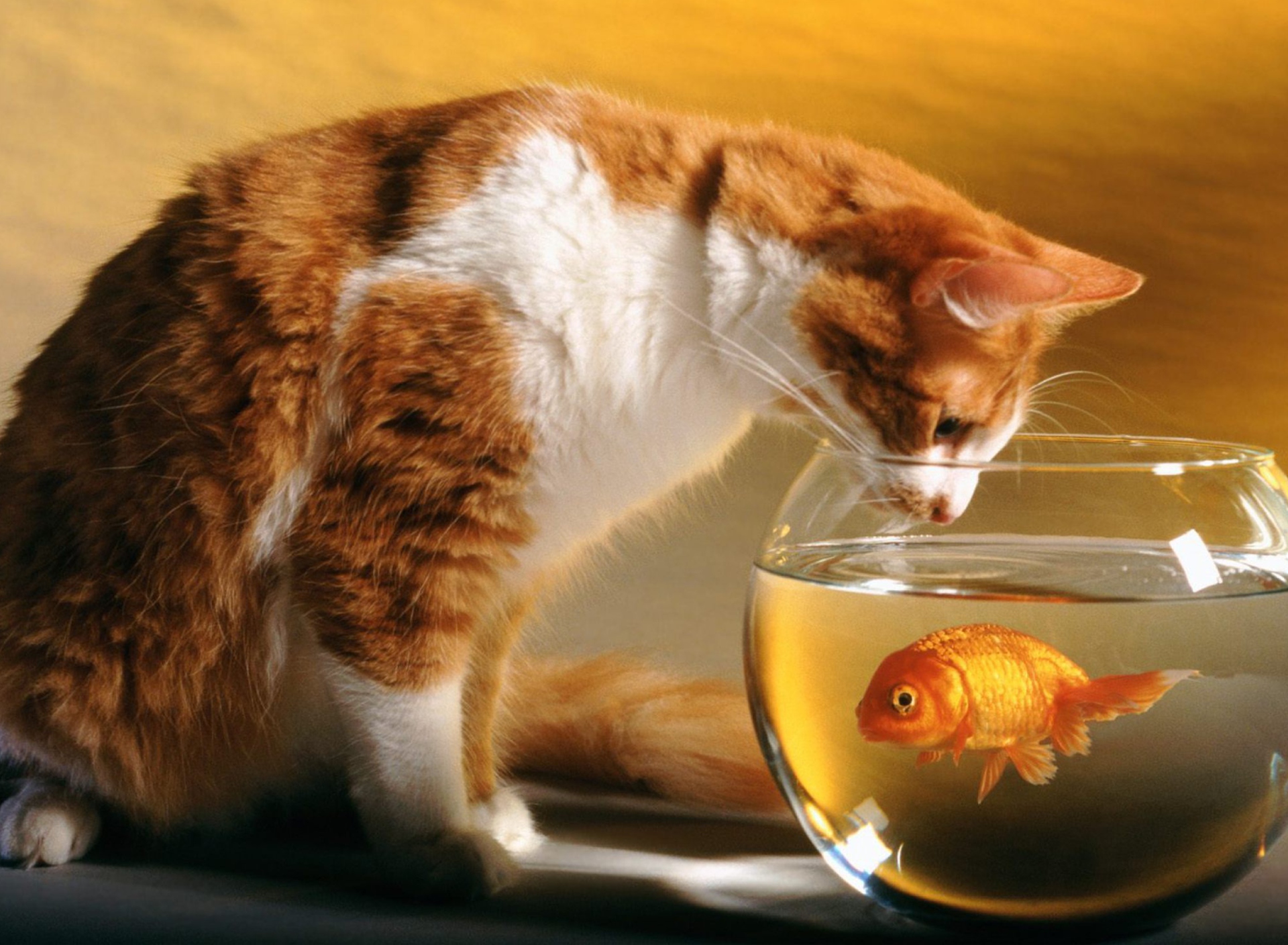 Das Cat Looking at Fish Wallpaper 1920x1408