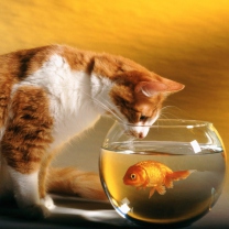 Screenshot №1 pro téma Cat Looking at Fish 208x208